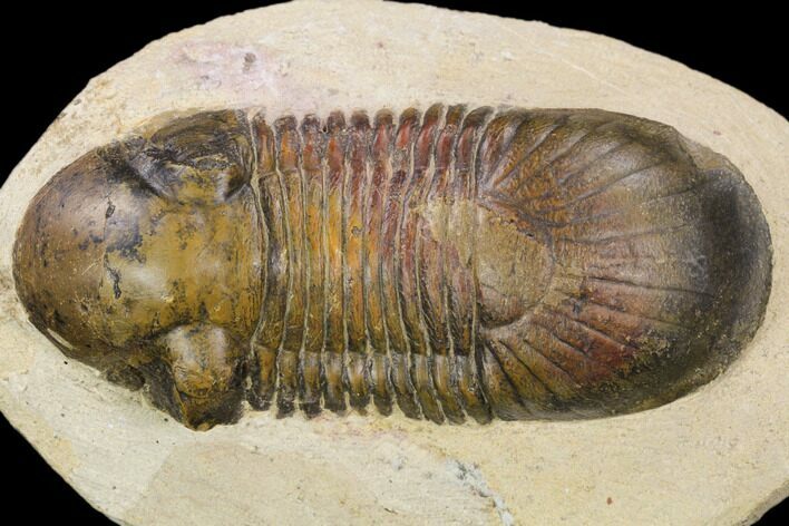 Bargain, Paralejurus Trilobite Fossil - Foum Zguid, Morocco #119838
